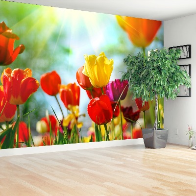 Wallpaper Flowers of tulips