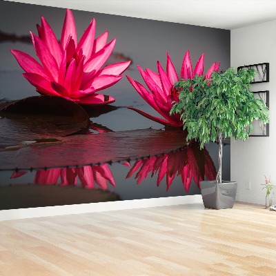 Wallpaper Pink water lilies