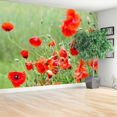 Wallpaper Field of poppies