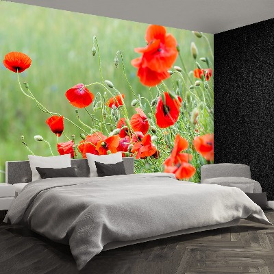 Wallpaper Field of poppies