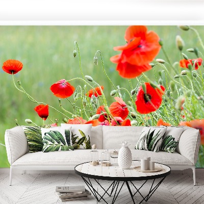 Wallpaper Field of poppies