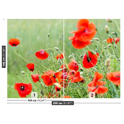 Wallpaper Field of poppies