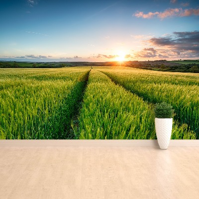 Wallpaper Barley field