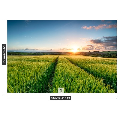 Wallpaper Barley field