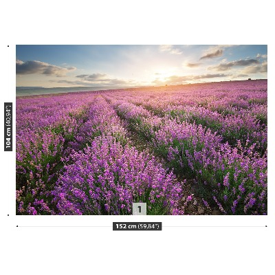 Wallpaper Lavender meadow