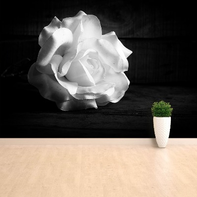 Wallpaper White rose