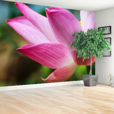 Wallpaper Pink lotus