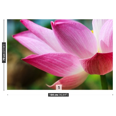 Wallpaper Pink lotus