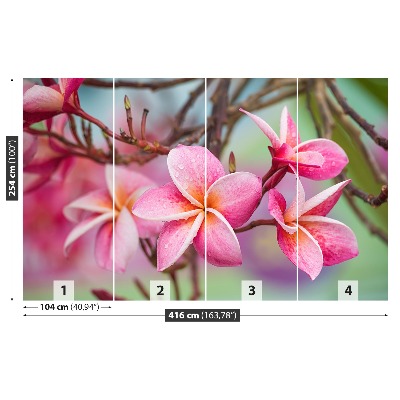 Wallpaper Frangipani pink