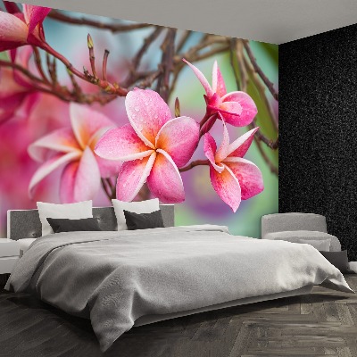 Wallpaper Frangipani pink