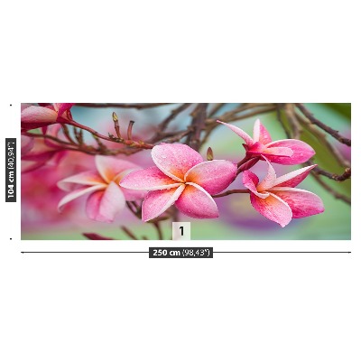 Wallpaper Frangipani pink