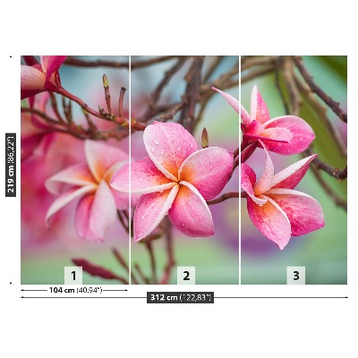 Wallpaper Frangipani pink