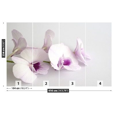 Wallpaper White orchids