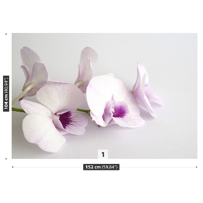 Wallpaper White orchids