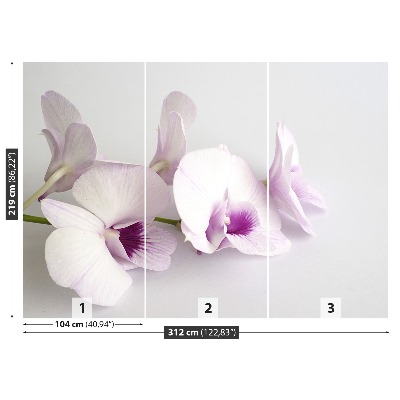 Wallpaper White orchids