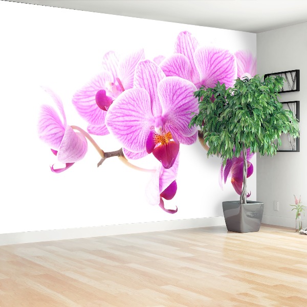 Wallpaper Pink orchid