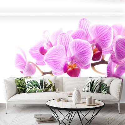 Wallpaper Pink orchid