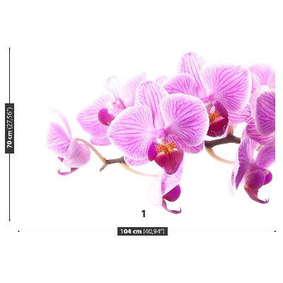 Wallpaper Pink orchid