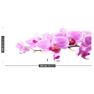 Wallpaper Pink orchid