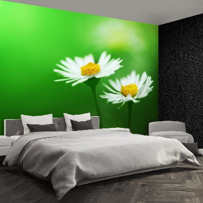 Wallpaper White daisies