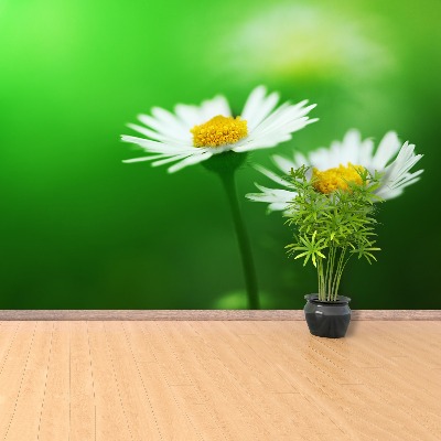 Wallpaper White daisies