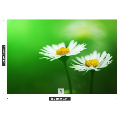 Wallpaper White daisies