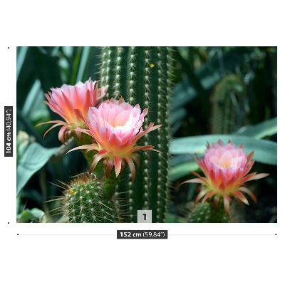 Wallpaper Cactus flower