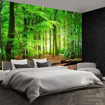 Wallpaper Spring forest
