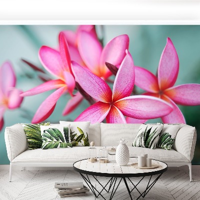 Wallpaper Pink plumeria