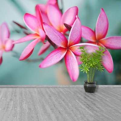 Wallpaper Pink plumeria