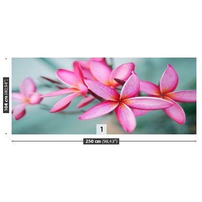 Wallpaper Pink plumeria