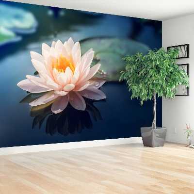 Wallpaper Lotus flower pond