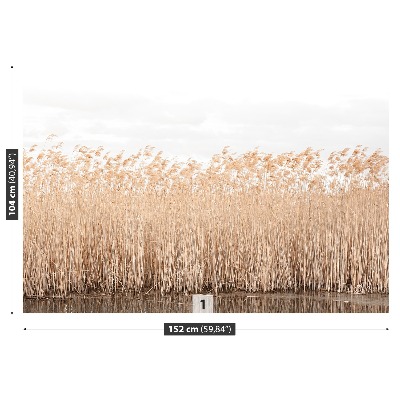 Wallpaper Reed pond