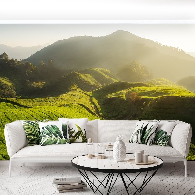 Wallpaper Tea plantation