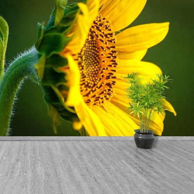 Wallpaper Sunflower