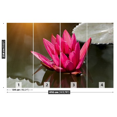 Wallpaper Water lily pink