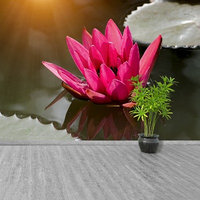 Wallpaper Water lily pink