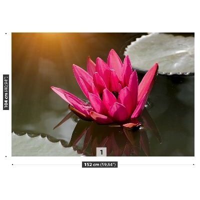 Wallpaper Water lily pink