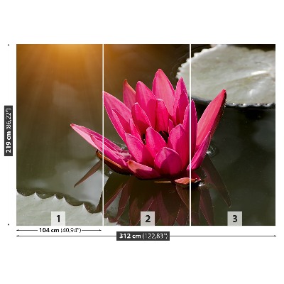 Wallpaper Water lily pink