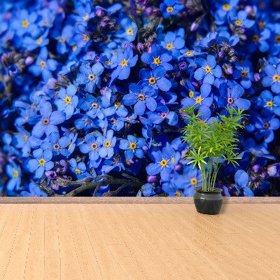 Wallpaper Forget-me-not