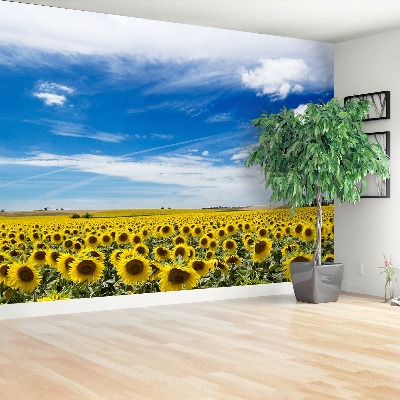 Wallpaper Field of sunflowers