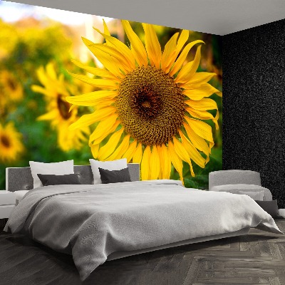 Wallpaper Sunflowers yellow