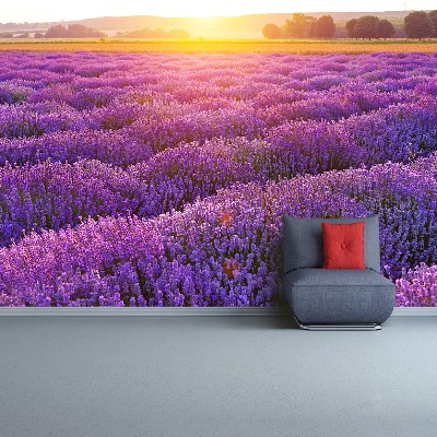 Wallpaper Lavender field