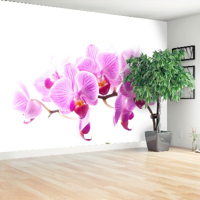 Wallpaper Pink orchid