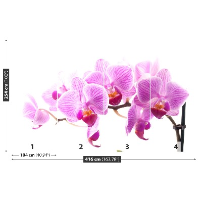 Wallpaper Pink orchid