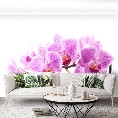 Wallpaper Pink orchid