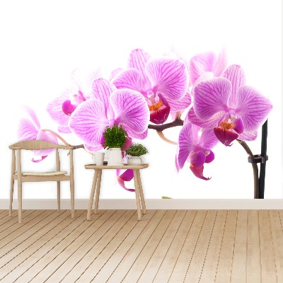 Wallpaper Pink orchid