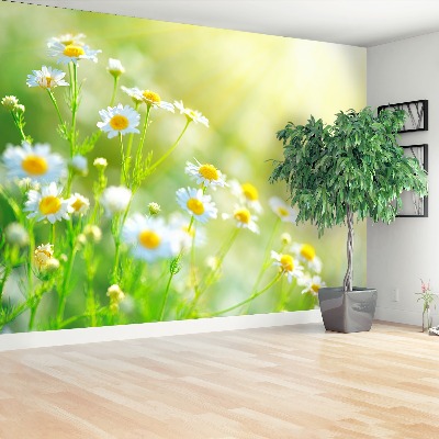 Wallpaper Daisies