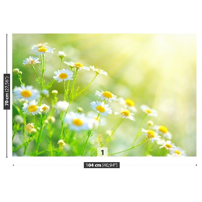 Wallpaper Daisies