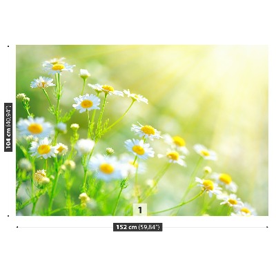 Wallpaper Daisies